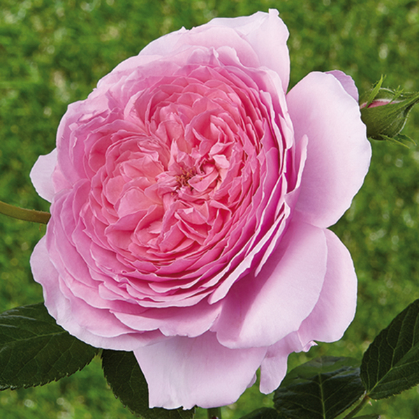 Rose romantiche