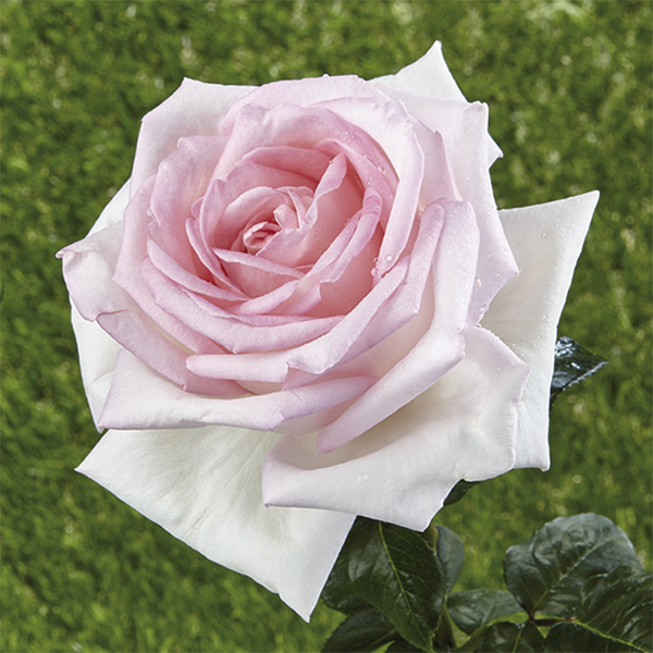 Rosa arbustiva da parco