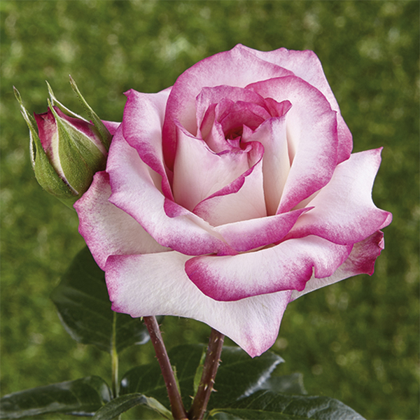 Rose rampicanti e sarmentose