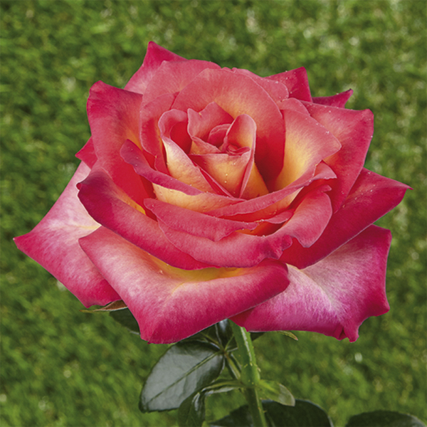 Mini - rose nane