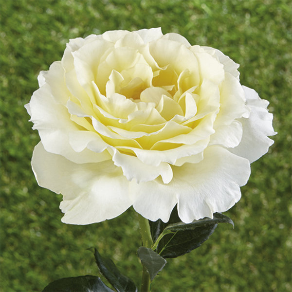 Rose tappezzanti